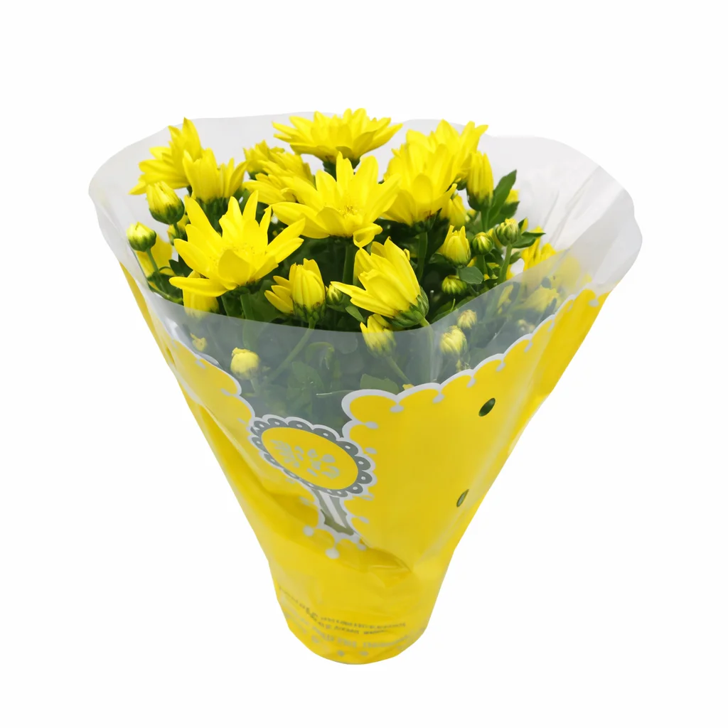 Yellow Chrysanthemum Plant
