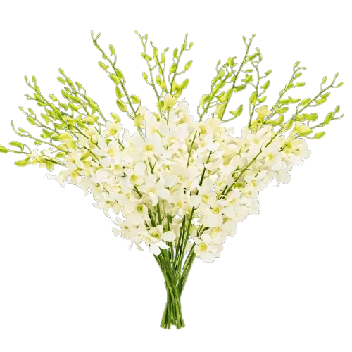 20 White Orchids