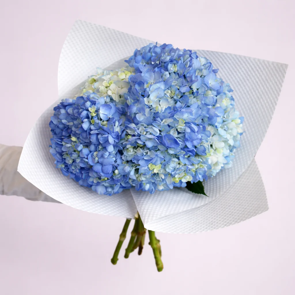 Blue Hydrangea